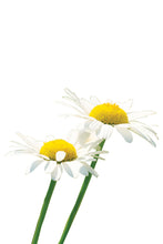Load image into Gallery viewer, Doterra Roman Chamomile Aromatherapy Oil