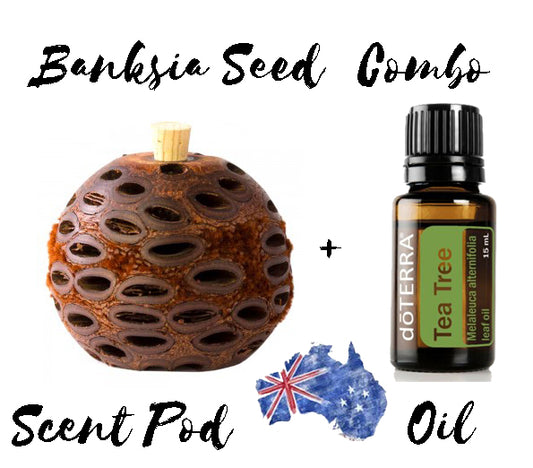 Banksia Seed Scent Pod medium size + Doterra Tea Tree Oil *Free Post* *Unique GIft*