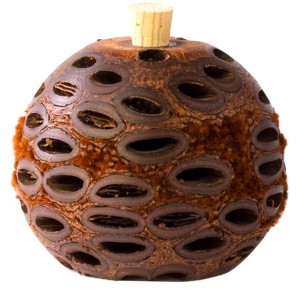 Banksia Seed Scent Pod medium size + Doterra Tea Tree Oil *Free Post* *Unique GIft*