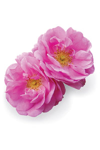 dōTERRA Rose Touch Aroma Roller with Rosa damascena